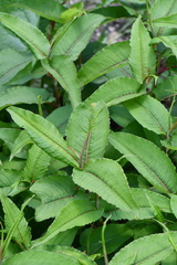 Polygonaceae