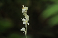 Cephalanthera austiniae