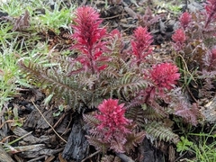 Pedicularis densiflora