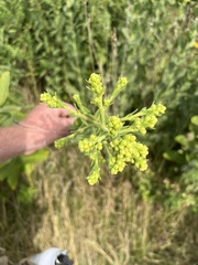 Solidago rigida