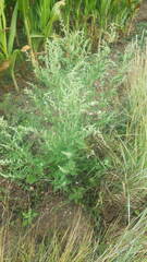 Chenopodium album album