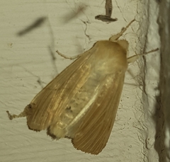 Mythimna