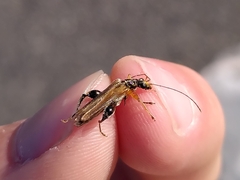 Oedemera podagrariae
