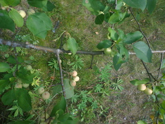 Malus sylvestris
