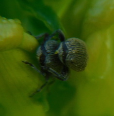 Rhinusa neta