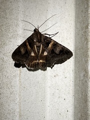 Drasteria grandirena