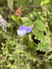 Scutellaria galericulata