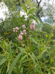 Persicaria pensylvanica