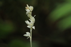 Cephalanthera austiniae