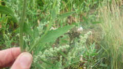 Chenopodium album album