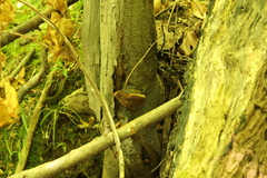 Fomitopsidaceae