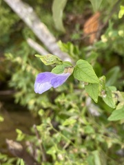 Scutellaria galericulata