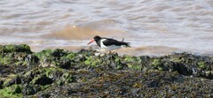 Haematopus ostralegus
