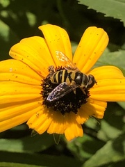 Eristalis transversa