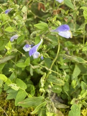 Scutellaria galericulata