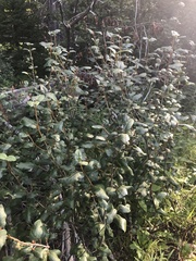 Shepherdia canadensis