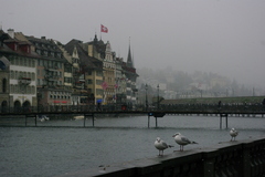 Chroicocephalus ridibundus