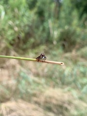 Holcocephala