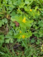 Hypericum mutilum