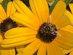 Eristalis transversa