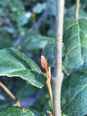 Shepherdia canadensis