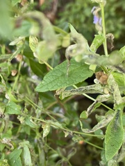Scutellaria galericulata