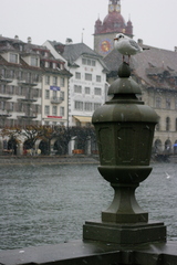 Chroicocephalus ridibundus