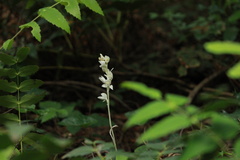Cephalanthera austiniae