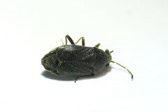 Stygnocoris rusticus