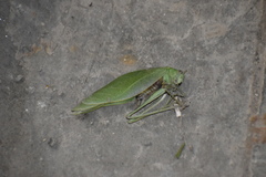 Microcentrum rhombifolium