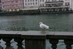 Chroicocephalus ridibundus