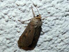 Agrotis exclamationis