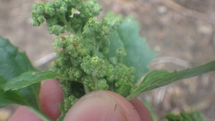 Chenopodiastrum murale