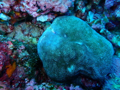 Porites lobata