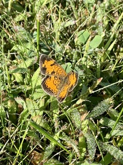 Phyciodes