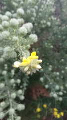 Aspalathus chenopoda