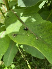 Labidomera clivicollis