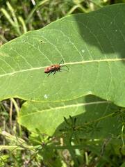 Tetraopes tetrophthalmus