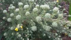 Aspalathus chenopoda