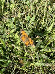 Phyciodes