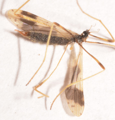 Erioptera venusta