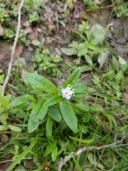 Myosotis scorpioides