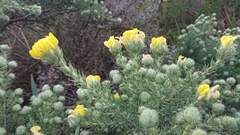 Aspalathus chenopoda