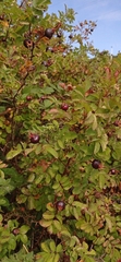 Rosa spinosissima