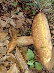 Suillellus luridus