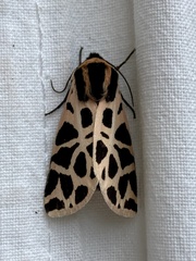 Cymbalophora pudica