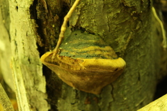 Fomitopsidaceae