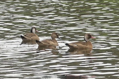 Amazonetta brasiliensis