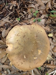 Suillellus luridus