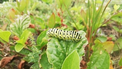 Papilio machaon